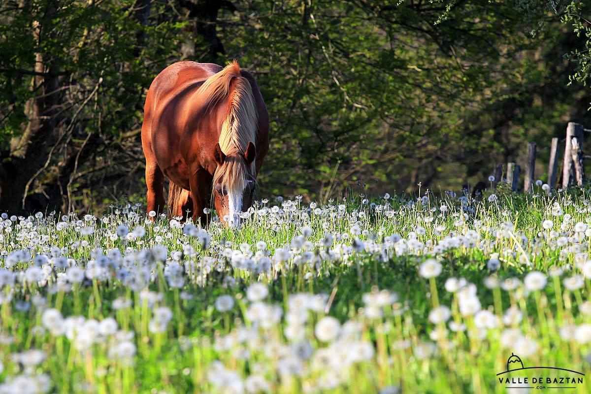 Caballo-primavera-Ziga.jpg
