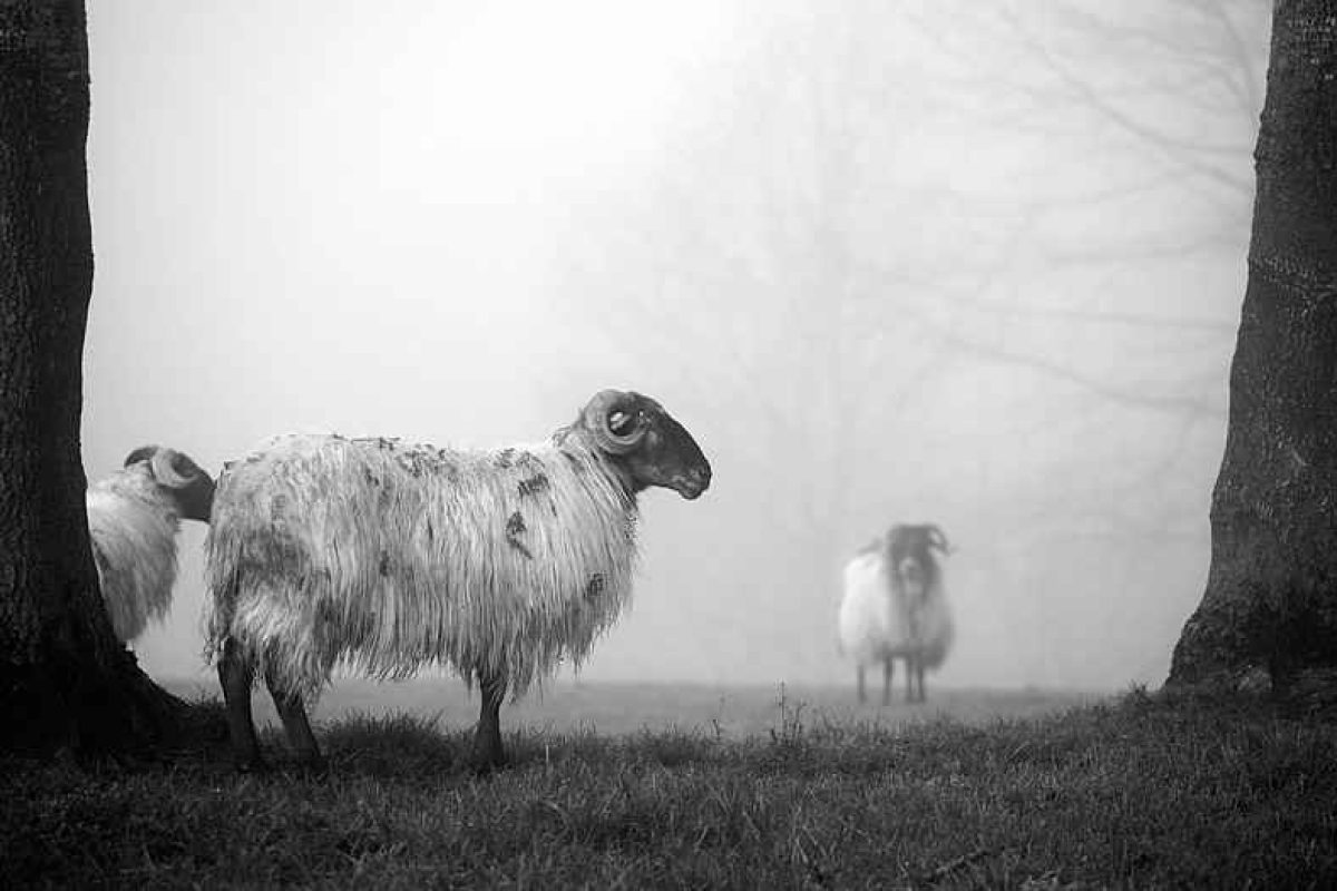 Ziga-ovejas-niebla.jpg